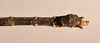 CollectionObject 1561454; 23e893d9-9a73-41bd-bcdb-62c55e4010cc: copyright OUMNH. male: end of abdomen, ventral view (syntype). (CollectionObject).;CollectionObject 1561455; d4690fb8-82db-4776-a5e6-00b5fb32a05f: copyright OUMNH. male: end of abdomen, ventral view (syntype). (CollectionObject).