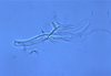 Aedeagus, lateral view: Holotype. (Observation).