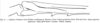 Hetaira (Atopana) varia (Walker, 1869): Fig. 82. male, right hind femur (neoallotype). (Otu).