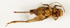 CollectionObject 1588021; 37850eac-dabc-4019-9c7e-2fd07cdf34f8, MNHN-EO-ENSIF6910: female, ventral view (allotype). (CollectionObject).