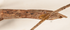 copyright OUMNH. female: end of abdomen, lateral view (holotype). Depicts CollectionObject 1560007; 3e82c308-72e6-4348-8d91-134d9770c8db, a CollectionObject.