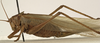 CollectionObject 1529794; ff8fb20d-27dd-4c67-a282-c979c6700442: female, lateral view (holotype of Tettigonia viridis cantatrix). (CollectionObject).