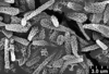 Brochosomes: !! display not done !! on Cuerna balli Oman & Beamer, 1944: CR467 | U.S.A., Arizona, Navajo Co., Joseph City, R. Rakitov [#05-2], 5 Apr 2005 | INHS. (Observation).