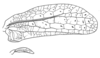 Fig. 2 E. male wings (tegmen length 21 mm). Depicts Tomias (Semiophygas) gerriesmithae Naskrecki, 2008, an Otu.