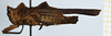 CollectionObject 1585242; 32352b98-c3cd-4736-b006-f2edac3b2f2b: male, paratype (lateral view). (CollectionObject).