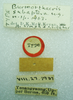 CollectionObject 1523753; ca1e5287-ea60-492d-bb08-876ce51a5269: male, labels (holotype). (CollectionObject).