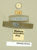 Blaberus discoidalis Serville, 1838: Copyright Natural History Museum, London. Labels from lectotype (adult male) of Blabera subspurcata Walker, 1868 in BM(NH). Underside. (Otu).