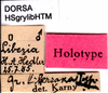 labels (holotype). Depicts CollectionObject 1506908; cb9ec441-2fdc-494c-8d6d-de6f6518cf7f, a CollectionObject.