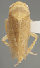 Habitus, dorsal view: !! display not done !! on Batracomorphus (Batracomorphus) irroratus Lewis, 1834: Dorsal - Color variation. Light yellow color variation. (Observation).