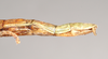 CollectionObject 1563897; f705f437-bad1-41fd-acc8-863f03dff2e0: copyright Natural History Museum, London. female: end of abdomen, lateral view (paralectotype). (CollectionObject).;CollectionObject 1563898; 1d1172e3-5c6c-4e2e-80eb-12dffc110707: copyright Natural History Museum, London. female: end of abdomen, lateral view (paralectotype). (CollectionObject).