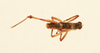 CollectionObject 2077805; NHMUK016032410, fe0eee91-66cb-4ec2-845a-e848245b8485: Santanderia lita Hebard, 1923. Dorsal view. (CollectionObject).