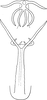 Aedeagus, ventral view on Edwardsiana candidula (Kirschbaum, 1868): Aedeagus, ventral view. (Observation).