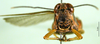 CollectionObject 1501204; b8896c25-629a-4298-87dd-9029ab2d9ed4: female, frontal view (holotype). (CollectionObject).