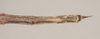 CollectionObject 1559399; NHMUK(SF IMPORT DUPLICATE) 844595, 9f01cb72-547d-4e0e-8c13-d961b09e6b9d: copyright Natural History Museum, London. female: end of abdomen, ventral view (holotype). (CollectionObject).