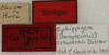 CollectionObject 1535211; 6857a91f-fbd0-40aa-a6e6-b8424e67817f: labels (syntype). (CollectionObject).