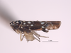 Habitus, lateral view: !! display not done !! on Trypanalebra maculata (Baker, 1903): (Observation).