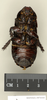 CollectionObject 1573017; 825fe342-1d39-4738-8039-477d3f46b333: Copyright Natural History Museum, London. Non-type (adult male) in BM(NH). Ventral view. (CollectionObject).