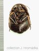 Euzosteria subverrucosa (White, 1841): (Otu).