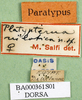 CollectionObject 1502825; 51913c35-47a8-4c64-b8b6-231b15751f71: labels (paratype of Ochrilidia nilotica). (CollectionObject).