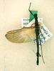 CollectionObject 1558718; 03f88d6e-e912-49ac-ad1d-00cc64253eee: copyright RMNH, Leiden. male (holotype). (CollectionObject).