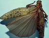 CollectionObject 1533135; 01576c0e-50c0-4eb9-86bd-fb01cd0079ce: female, dorsal view (holotype). (CollectionObject).