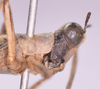 CollectionObject 1581157; f14a84b8-8ebb-4f38-a920-a879e0fc1c18: male, head and pronotum (Paramastax hirsutum paratype). (CollectionObject).
