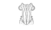 Teinophaus saussurei Bruner, 1908: Fig. 14. aedeagus, dorsal view. (Otu).