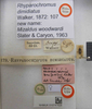 CollectionObject 1957646; acf5ded6-61bf-4926-b885-dfdf7a5b6f78: Mizaldus woodwardi. Holotype. (BMNH) - (CC BY-NC 4.0) Photo by Stuart Cole, reproduced with permission from the Natural History Museum, London, UK. (CollectionObject).