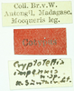 CollectionObject 1532578; a7b6ecfb-de01-4ff4-888a-8d365e2f042e: labels (lectotype). (CollectionObject).