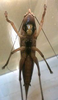 Xestophrys javanicus javanicus Redtenbacher, 1891: female. ventral view. (Otu).