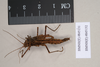 Ommatopseudes harmani (Brock, 1995): copyright Natural History Museum, London. male and female (paratypes). (Otu).