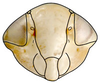 Head: !! display not done !! on Platymetopius Burmeister, 1838: Platymetopius obsoletus, face (INHS). (Observation).