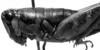 CollectionObject 1564379; 2378aa5d-1ec6-4349-8073-3894d15147ab: Image Carbonell, C.S. female, lateral view (paralectotype). (CollectionObject).