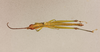 CollectionObject 1520321; ba881f75-1497-4cdf-a201-dc39f2af0f90: male, dorsal view (holotype). (CollectionObject).