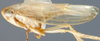 Habitus, lateral view: Ileopeltus tethys, lateral habitus (INHS). (Observation).