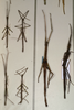 CollectionObject 1559578; NMW 1072', 58443530-62a0-455e-83ce-a31e36c61c7b: copyright NMW, Vienna. male and female (syntypes). (CollectionObject).