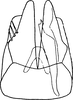 Subgenital plate, ventral view on Arboridia (Arboridia) okamotonis (Matsumura, 1932): Pygofer ventral appendages, ventral view. (Observation).