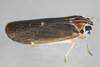 Live specimen: !! display not done !! on Synecdoche impunctata (Fitch, 1851): (Observation).