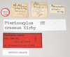 CollectionObject 1561531; NHMUK(SF IMPORT DUPLICATE) 844938, 8e2e757a-dc43-4936-9268-cd7db1ea400b: copyright Natural History Museum, London. female, data labels (holotype). (CollectionObject).