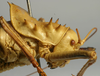 male pronotum, lateral view (holotype of Hetrodes pallidus). Depicts CollectionObject 1516905; b0fcdbb7-9869-4b64-9a2b-bcecb371c6b9, a CollectionObject.