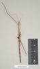 CollectionObject 1557074; e8824fa7-7bdd-4f78-b5d6-828855d146a0: copyright Natural History Museum, London. male of Anophelepis telesphorus (syntype - care, selected as lectotype [in progress]). (CollectionObject).;CollectionObject 1557075; 8e1aa3ad-4f20-40ea-8faf-7e21629869df: copyright Natural History Museum, London. male of Anophelepis telesphorus (syntype - care, selected as lectotype [in progress]). (CollectionObject).