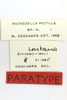 CollectionObject 1591833; 7b667a59-01e9-46a1-a571-803a0703c176: female, labels (paratype). (CollectionObject).