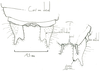 CollectionObject 1575951; 521de202-1aa9-4a39-b0ba-328c312c2c42, cbt039s01: original drawing (1998). male cerci. (CollectionObject).
