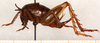 CollectionObject 1499640; 0f7306bb-602f-4367-af01-19a87bbc3b91: male, lateral view. (CollectionObject).