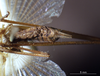 CollectionObject 1530637; 37b88a9a-3b65-4900-bce6-808c1e3984f9: male, ventral view (syntype). (CollectionObject).