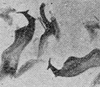 Other on Erythridula rubens (Beamer, 1930): Aedeagus, connective, and styli. (Observation).