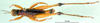 CollectionObject 1500980; 39cc1596-ac23-4fbf-b7e3-5a9482f2a819: male, dorsal view (holotype). (CollectionObject).