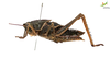 CollectionObject 1861871; b7344213-8c33-41f2-86ff-1cf135db24ea, Unioeste Cascavel K-0466: Female. Lateral view. (CollectionObject).