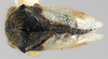 Habitus, dorsal view: (Observation).