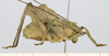 male, lateral view. Depicts CollectionObject 1573321; MLPMLP-OR-3004, 803adc20-0d9f-4500-b029-0af8e1b058a9, a CollectionObject.